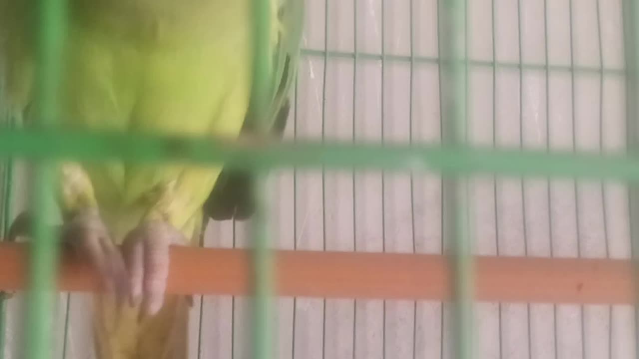 My taking parrot