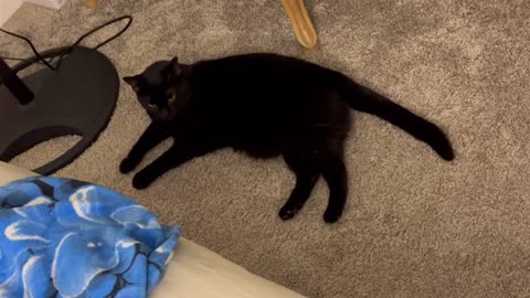 Adopting a Cat from a Shelter Vlog - Cute Precious Piper is Busy with Her Many Activities