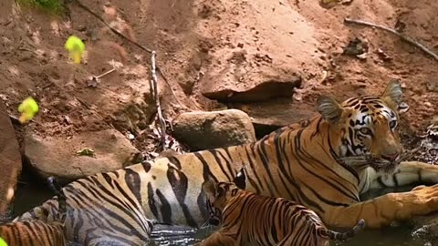 Tigers play time.