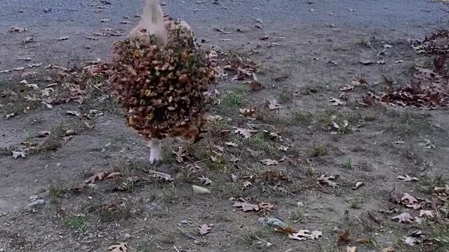 Golden Retriever Puppy Brings Flowers