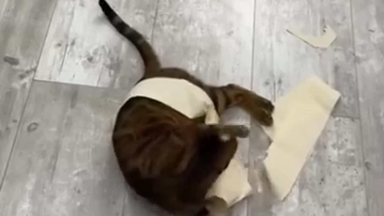 Cat funny video