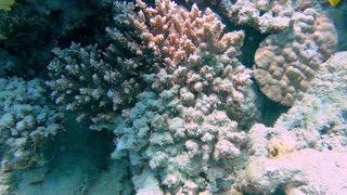 Freediving with an Octopus