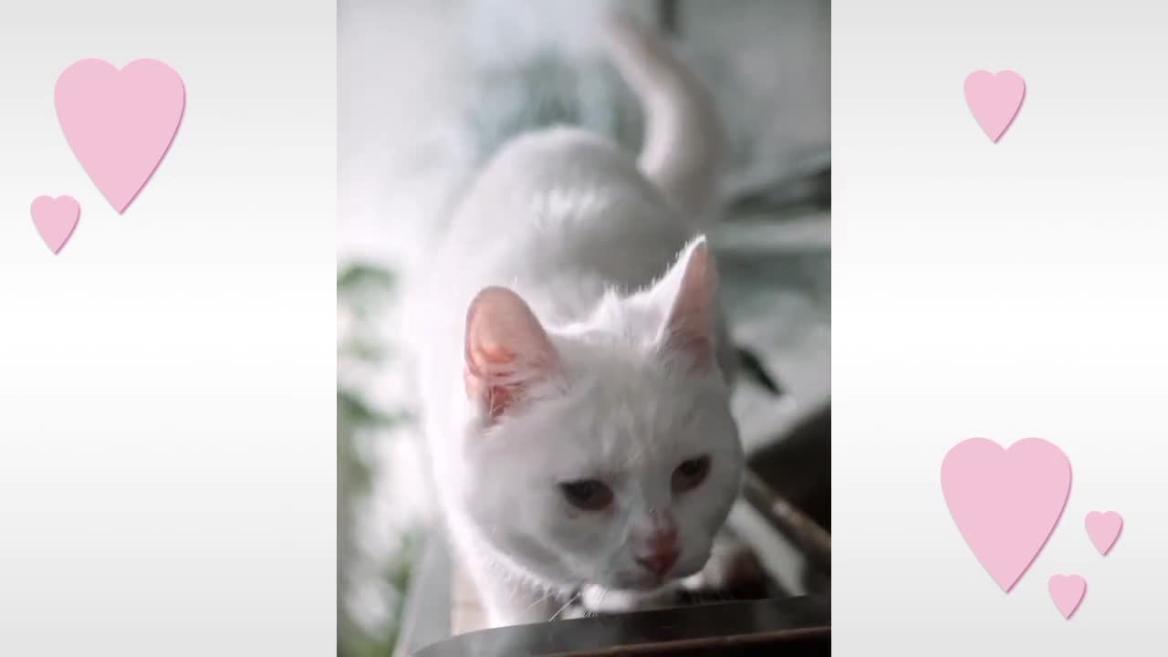 Lovely kitty