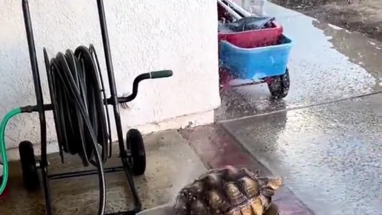 A humorous image depicts a cheerful turtle next to a water fountain.