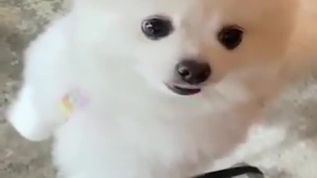 Cutest DOGS and PUPPIES! | Satisfying Videos no. 5