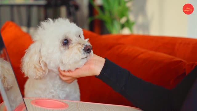Cute dogs videos funny moments