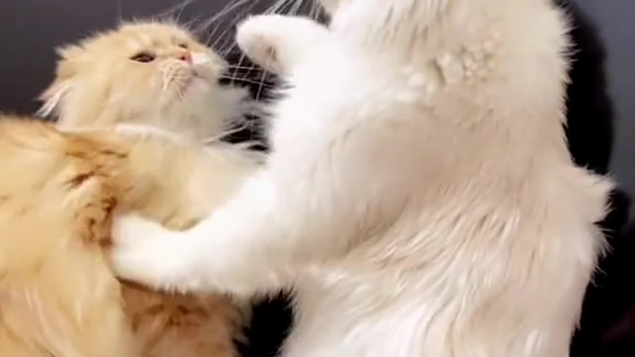 "Pawsome Playtime: Watch the Cutest Cats in Action!"