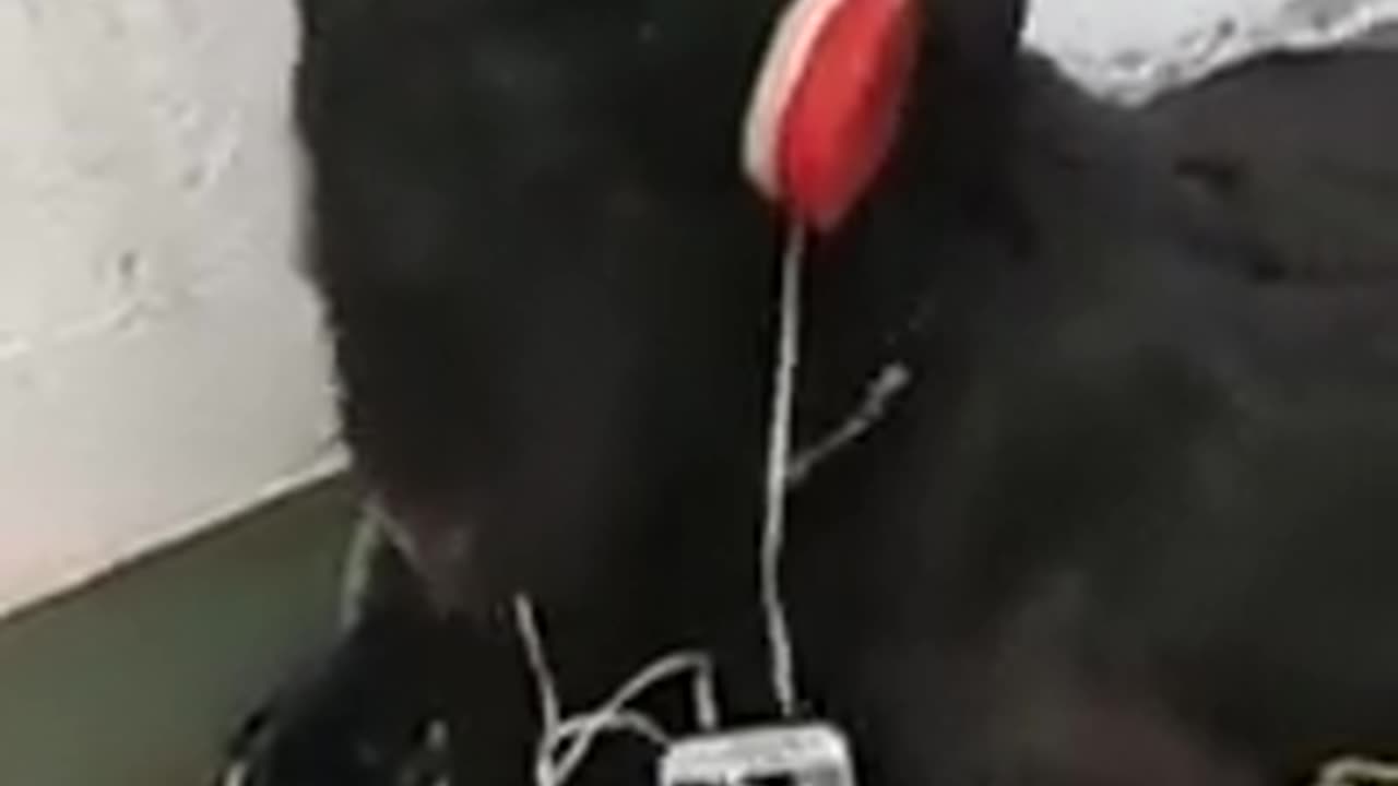 videoplayback