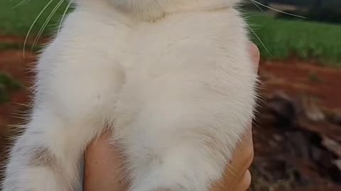 Veja como ficou esse gato alguns meses depois