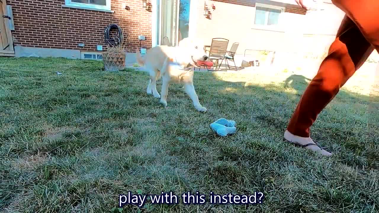 Golden Retriever Reacts to Balloons for the First Time