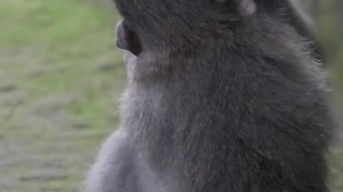 See how the monkeys are having fun