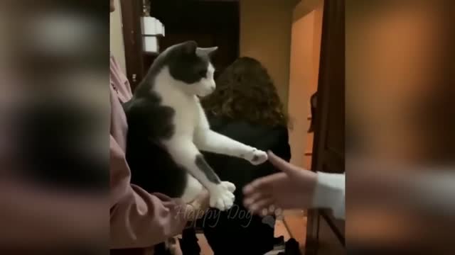 Cat Shaking Hands!!! Funny