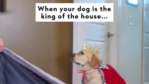 KING DOG MY HOUSE