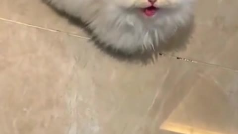 Cute Cat Video🥰