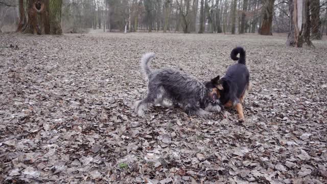 two dogs playing and fighting in the garden