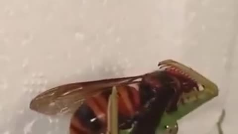 Mantis vs. Hornet: Epic Battle for Survival! 😳🦗