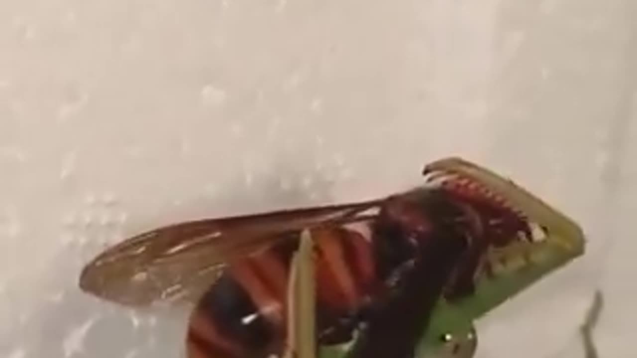 Mantis vs. Hornet: Epic Battle for Survival! 😳🦗