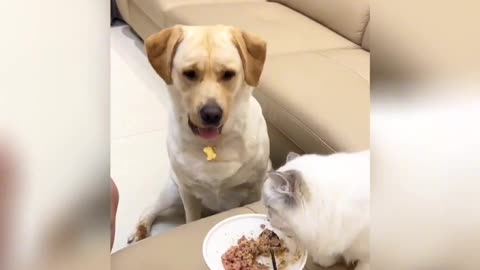 Funny animal moments