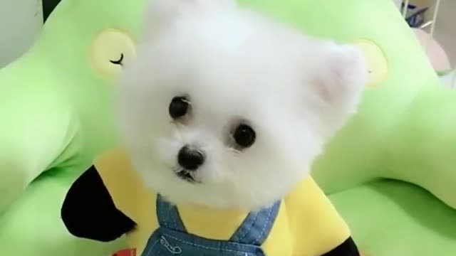 Amazing cute baby dog