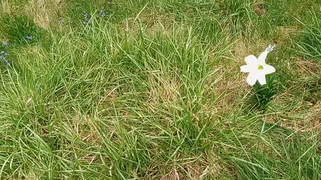 Planting FREE Lilly's in the Food Forest