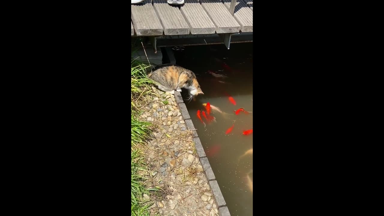 Kitten textbook fishing