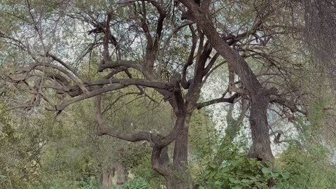 "Nature's Majesty: Exploring the Enchanting World of Trees"