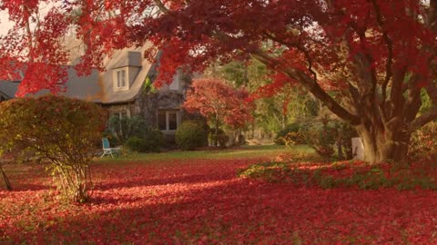 Enchanting Autumn Forests with Beautiful Piano Music