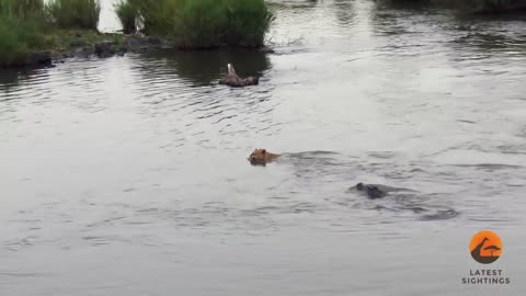 Crocodile attack on a male Lion