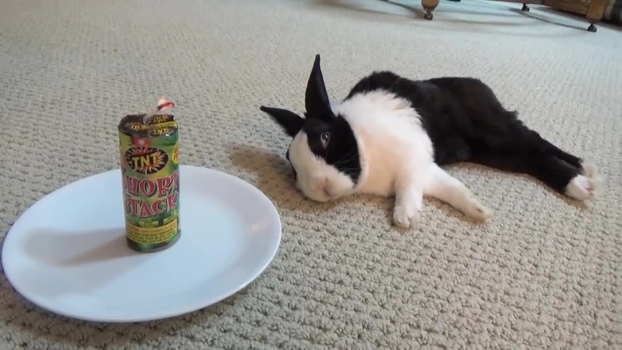 Waking a sleeping rabbit with a firecracker