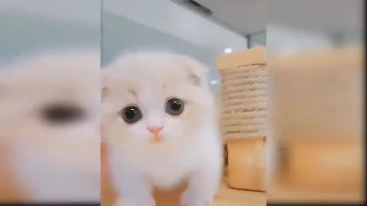 Cutest cat