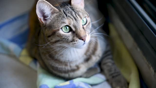 Cat with green eyes resting