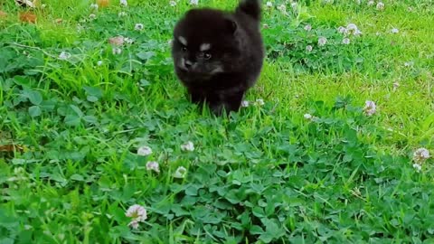 Luxury Puppy Black Pomeranian Princess
