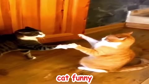 Baby Cats - Cute and Funny Cat Videos Compilation part 1