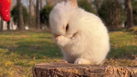 Who could say no to such a lovely Tutu? # Pet # Rabbit # Garden Pet