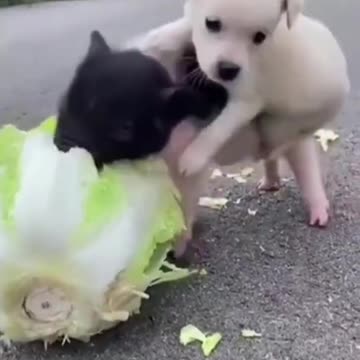 Cute Animals | Funny Animal Videos | Cute Animal Videos | So Cute Dog 15 😘 #shorts