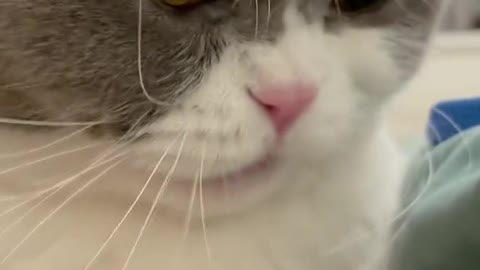 The cat seems angry