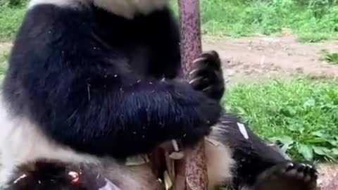 It's lunch time for pandas