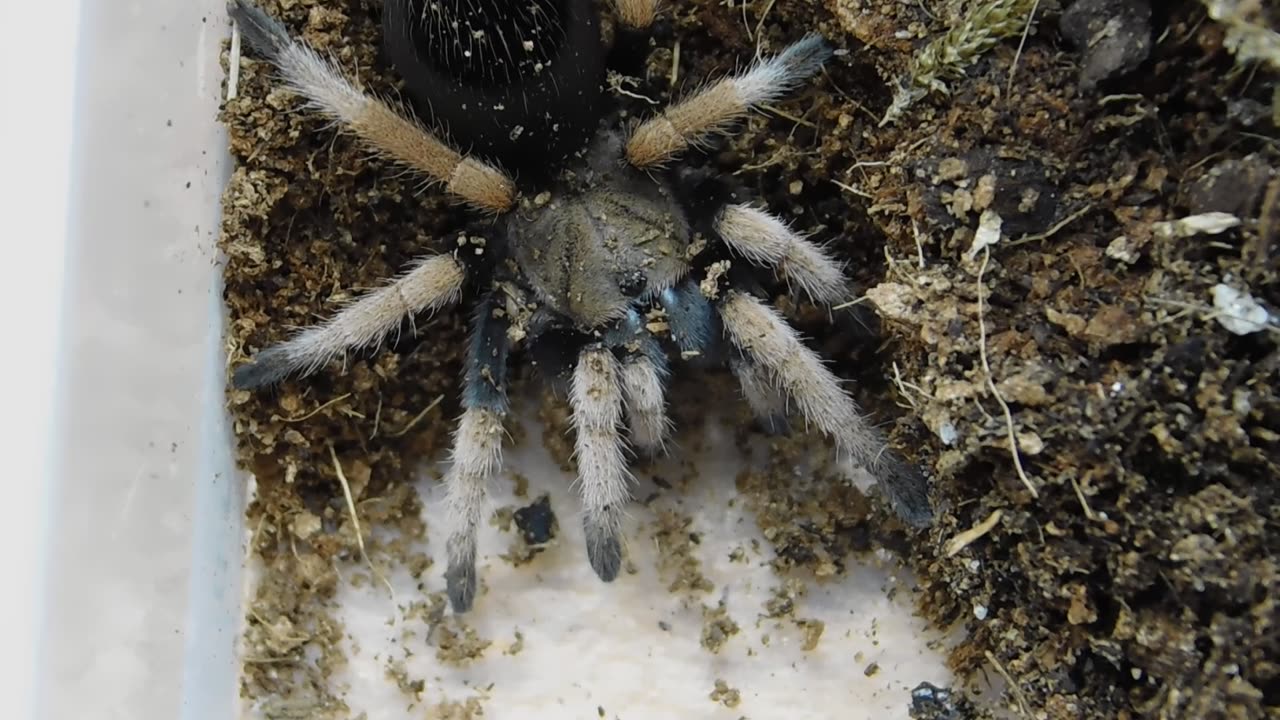 Mexican Blood Leg Tarantula Gets Defensive