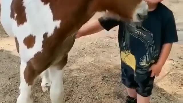 Baby horse playing a boy