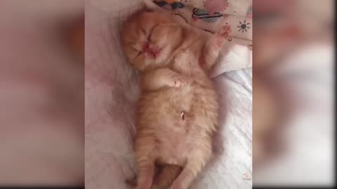 Baby Cats - Cute and Funny Cat Videos #1