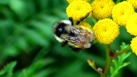 Pollination