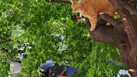 Funny cat at the tree