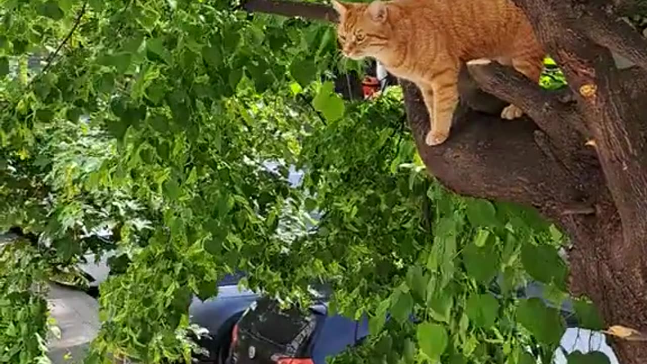 Funny cat at the tree