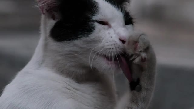 cat licking itself