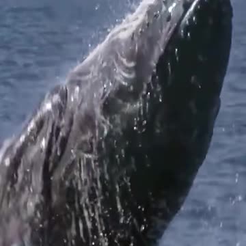 do you understand what they are saying