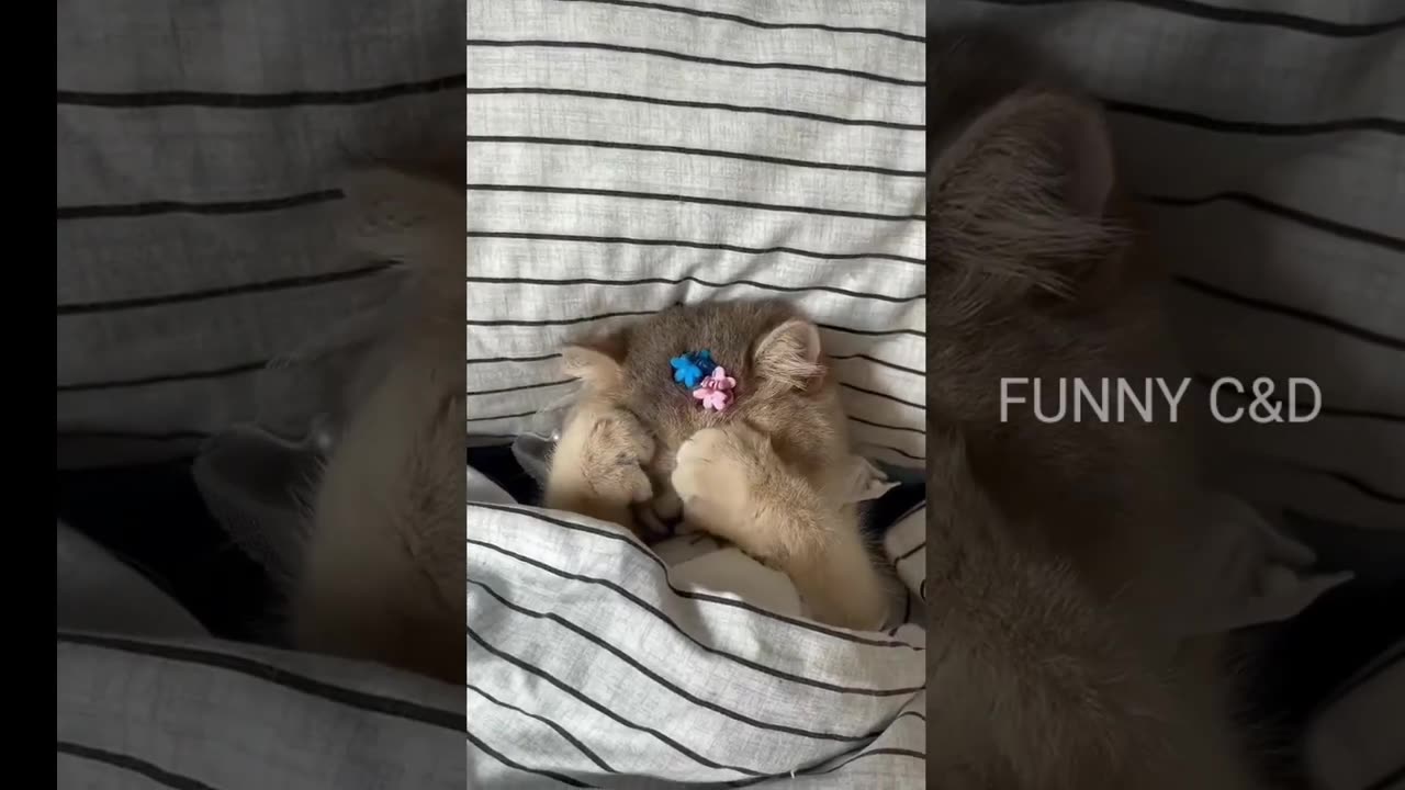 Top 6 Most Funny Cat Videos