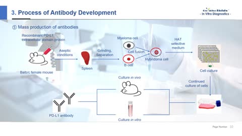 IVD Antibody Development 6