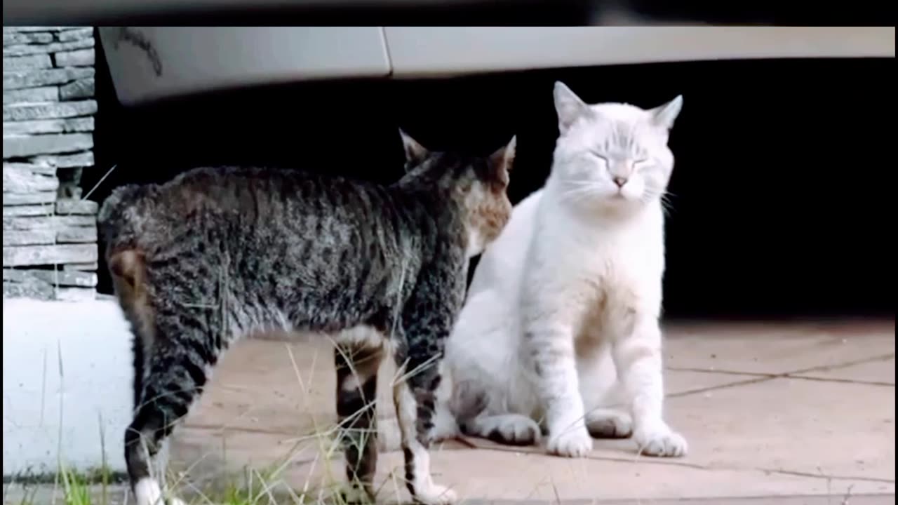 cat and cat fighting. A fight between two friends over a girlfriend