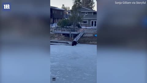 Hank the Tank_ Massive bear startles family in their hot tub