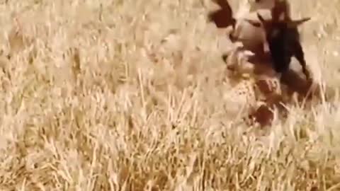 Wildbeest Fight Back Against Cheetah.